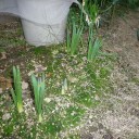 花は心を和ましてくれます