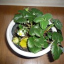 もうすぐ梅が開花しそうです