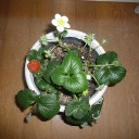もうすぐ梅が開花しそうです