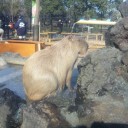 カピバラ温泉。