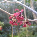 トキワマンサクの花