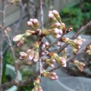 梅が満開