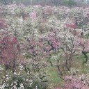 大阪城の梅林