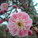 馥郁。
