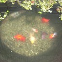 金魚の産卵準備