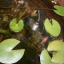 金魚の産卵準備