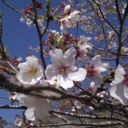 土曜〓桜と初対面と〓