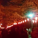 夜桜狂想曲