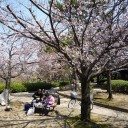 緑ヶ丘公園での花見