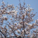 緑ヶ丘公園での花見