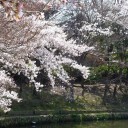緑ヶ丘公園での花見
