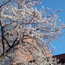 お花見