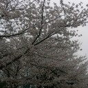 桜切る馬鹿、梅切らぬ馬鹿
