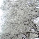 飄飄亮亮