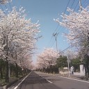 桜の通り抜け