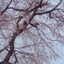 寒の戻り