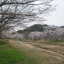 タカちゃんとお花見