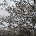 タカちゃんとお花見