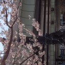 花見