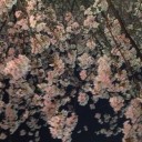 花見