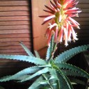 アロエの花