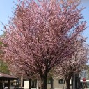 桜が満開～^ ^