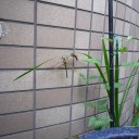 ヤゴからトンボに変身
