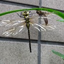 ヤゴからトンボに変身
