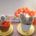 サボテンの花