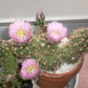 サボテンの花