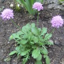モクモクファームの花苗