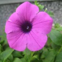 モクモクファームの花苗