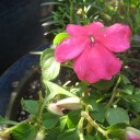 モクモクファームの花苗