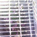 ど根性花