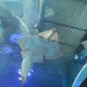 神宮球場と品川駅前水族館