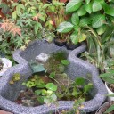 ひょうたん池の大掃除