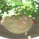 ひょうたん池の大掃除