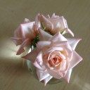 四季咲きの薔薇は…
