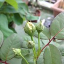 四季咲きの薔薇は…