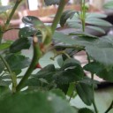 四季咲きの薔薇は…