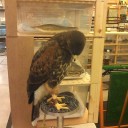 尼崎では黒メダカが入手困難