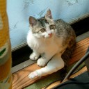 ねこ誕生日と《木の杭》（それは再生できない）について
