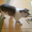 ねこ誕生日と《木の杭》（それは再生できない）について