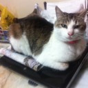 ねこ誕生日と《木の杭》（それは再生できない）について
