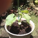 メロンの開花