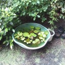 メダカが熱中症になる