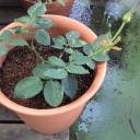 植物の力