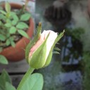 植物の力