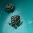 ヤドカリ飼育ケースの掃除