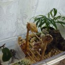 ヤドカリ飼育ケースの掃除